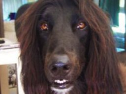 afghan_sheepdog_1_20221027_1076678633
